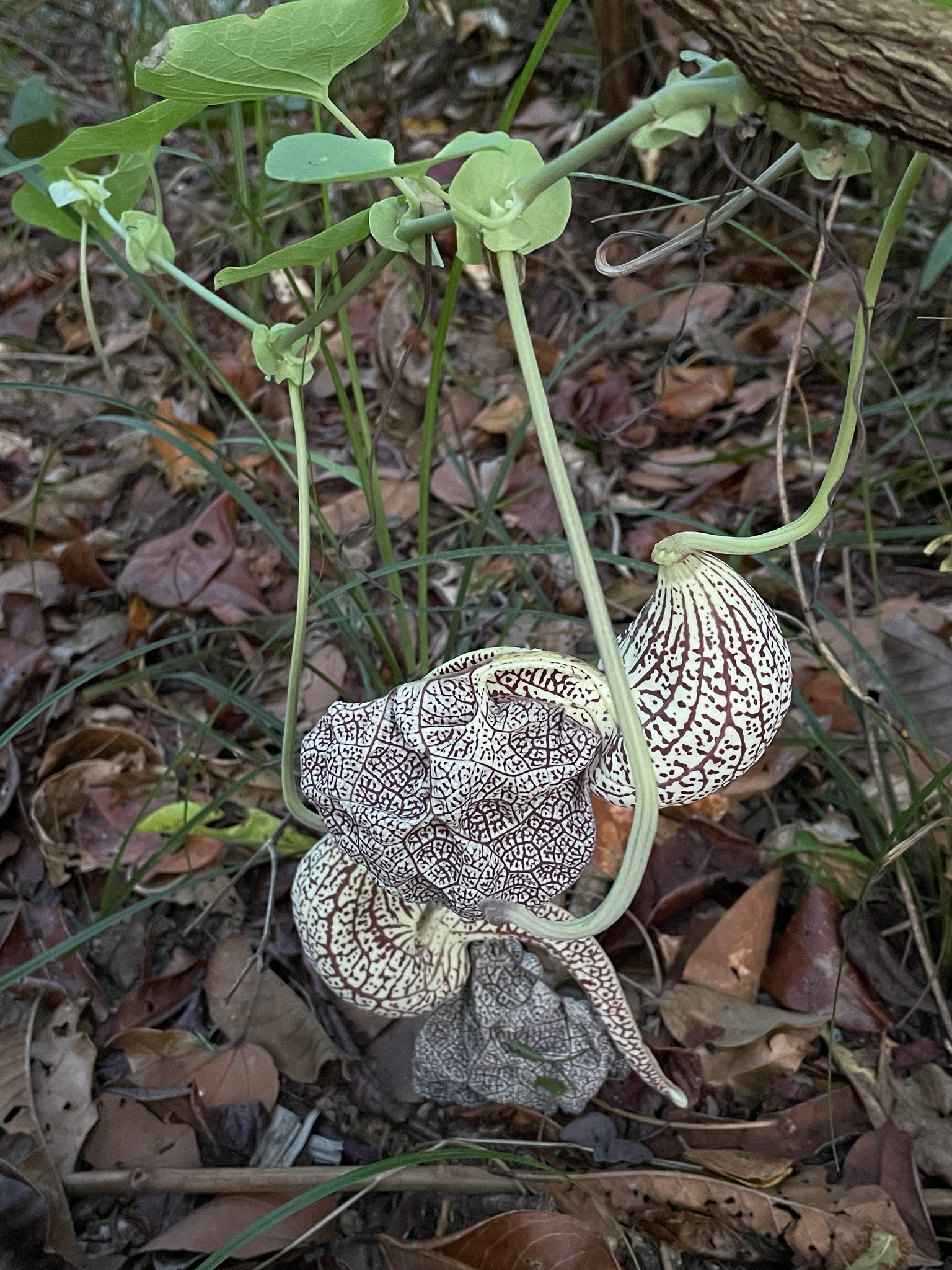Aristolochia labiata