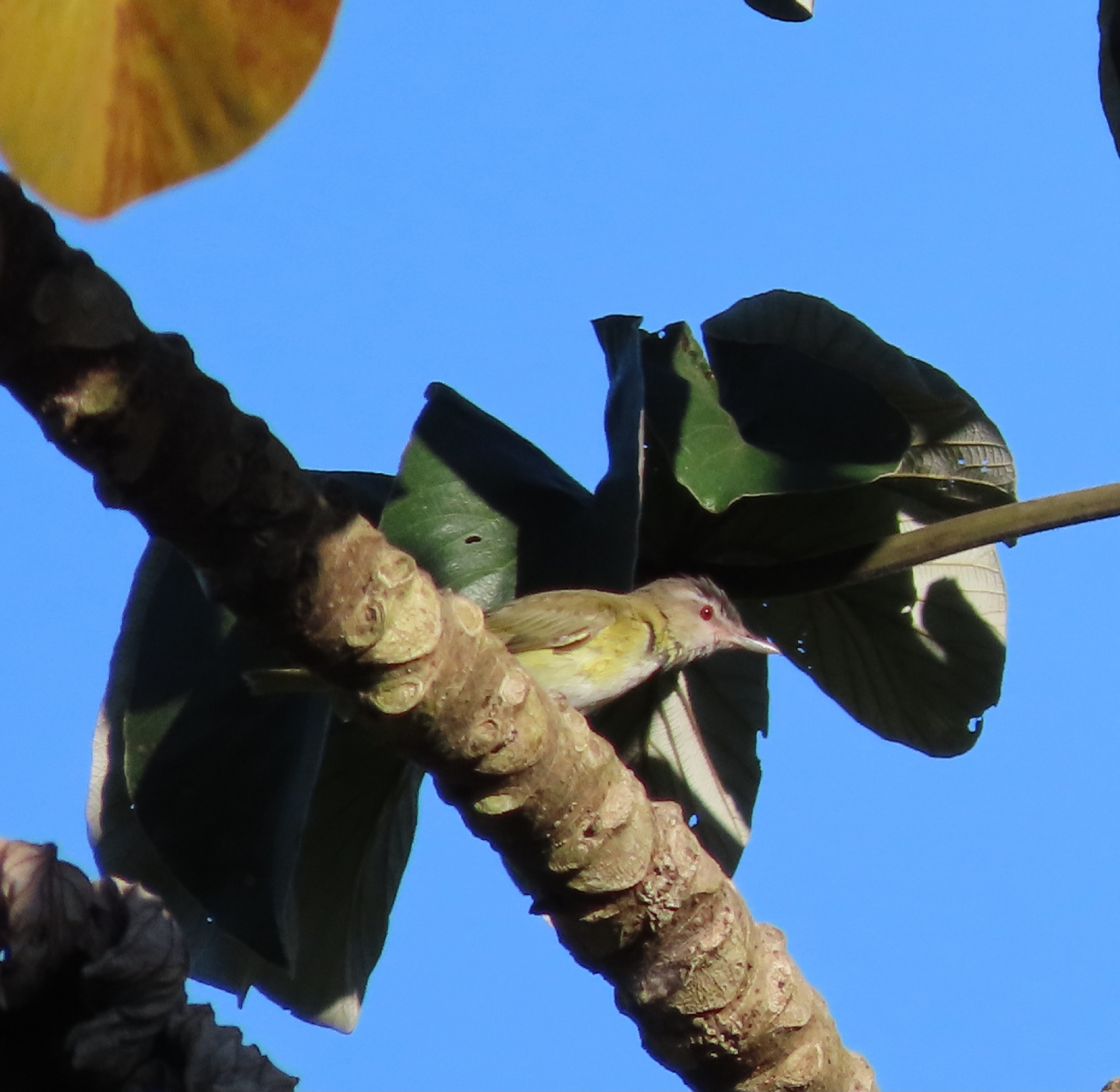 Yellow-green Vireo (Vireo flavoviridis), photo 2