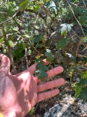 Quercus × macdonaldii