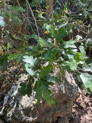 Quercus × macdonaldii, photograph 2