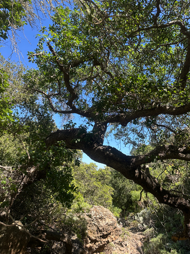 Quercus × macdonaldii, photograph 3