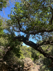 Quercus × macdonaldii, photograph (c) paulexcoff, some rights reserved (CC BY-SA)