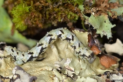 Peribatodes ilicaria