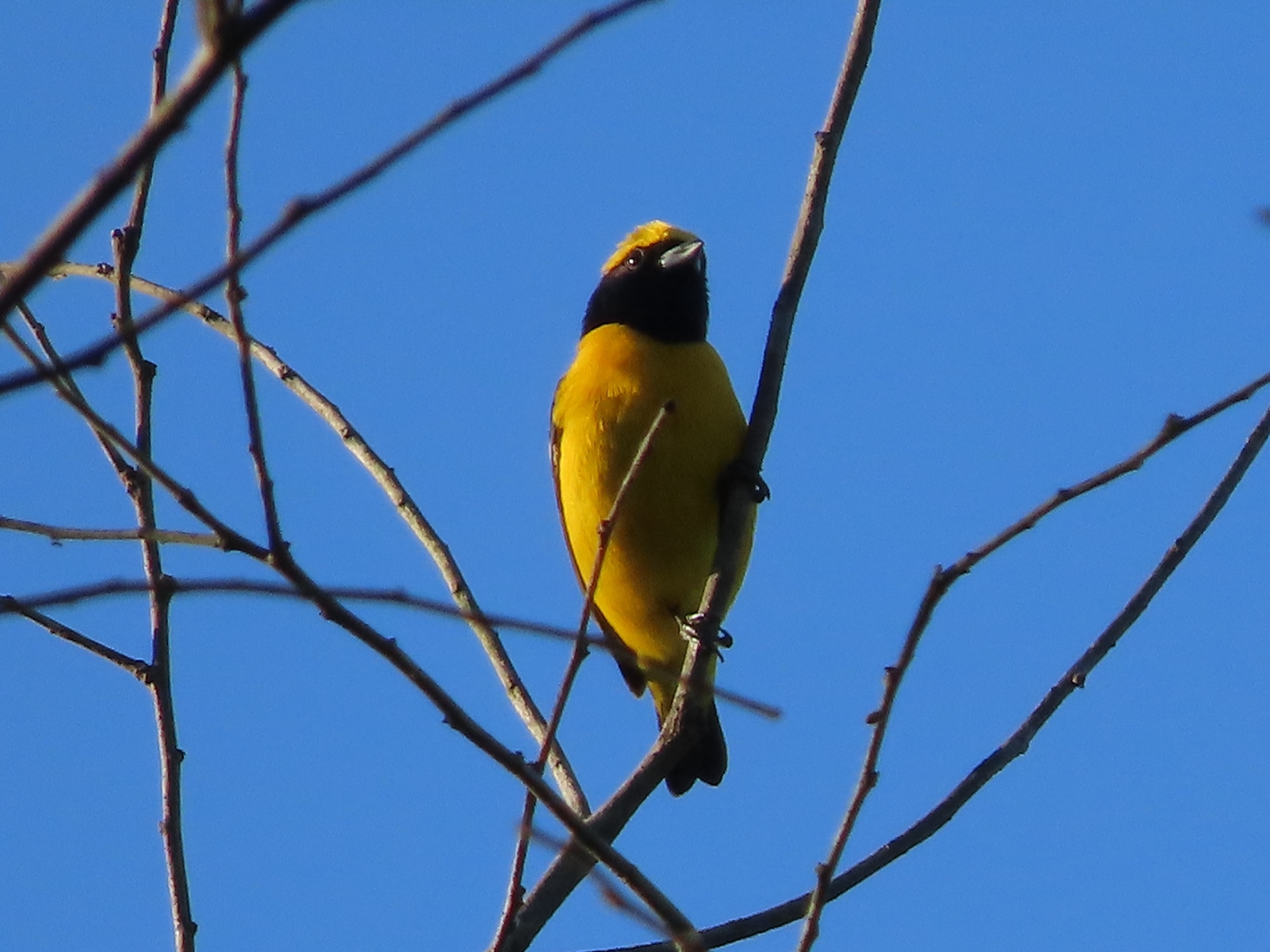 Yellow-crowned Euphonia (Euphonia luteicapilla), photo 4