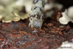 Peribatodes ilicaria