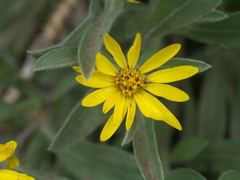 Heterotheca pumila