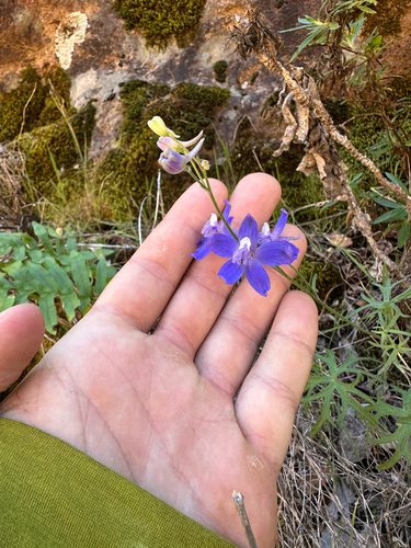 maritime larkspur (Delphinium parryi)