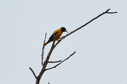 Oriolus xanthornus
