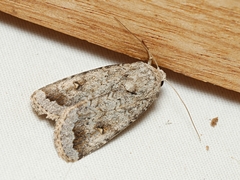 Proteuxoa amaurodes