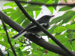 Copsychus saularis