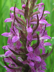 Dactylorhiza incarnata cruenta