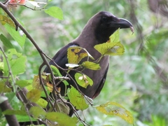 Corvus splendens