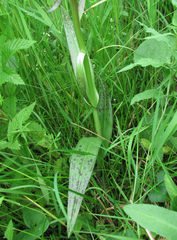 Dactylorhiza incarnata cruenta
