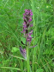 Dactylorhiza incarnata cruenta