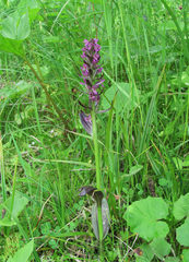 Dactylorhiza incarnata cruenta