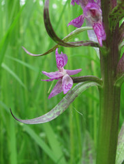 Dactylorhiza incarnata cruenta