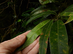 Elaeocarpus kirtonii, photograph (c) Samuel Frankel, some rights reserved (CC BY)