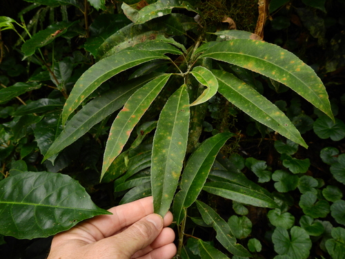 Elaeocarpus kirtonii, photograph 5