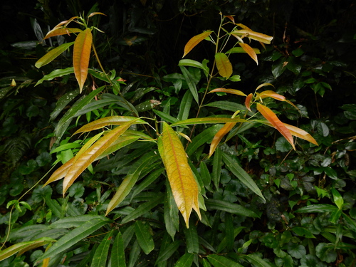 white quandong (Elaeocarpus kirtonii)