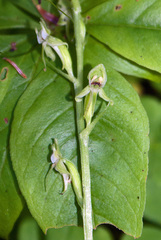 Platanthera obtusata