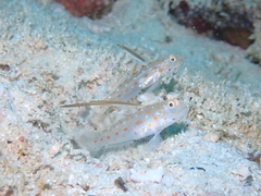 Masted Shrimp Goby photo 2