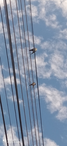 Blue-and-white Swallow