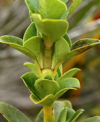 Coprosma serrulata