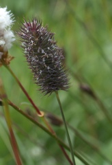 Phleum alpinum alpinum
