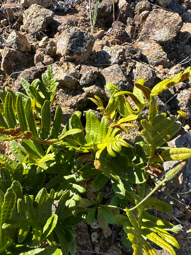 leathery polypody (Polypodium scouleri)