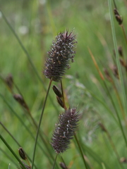 Phleum alpinum alpinum
