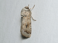 Proteuxoa amaurodes