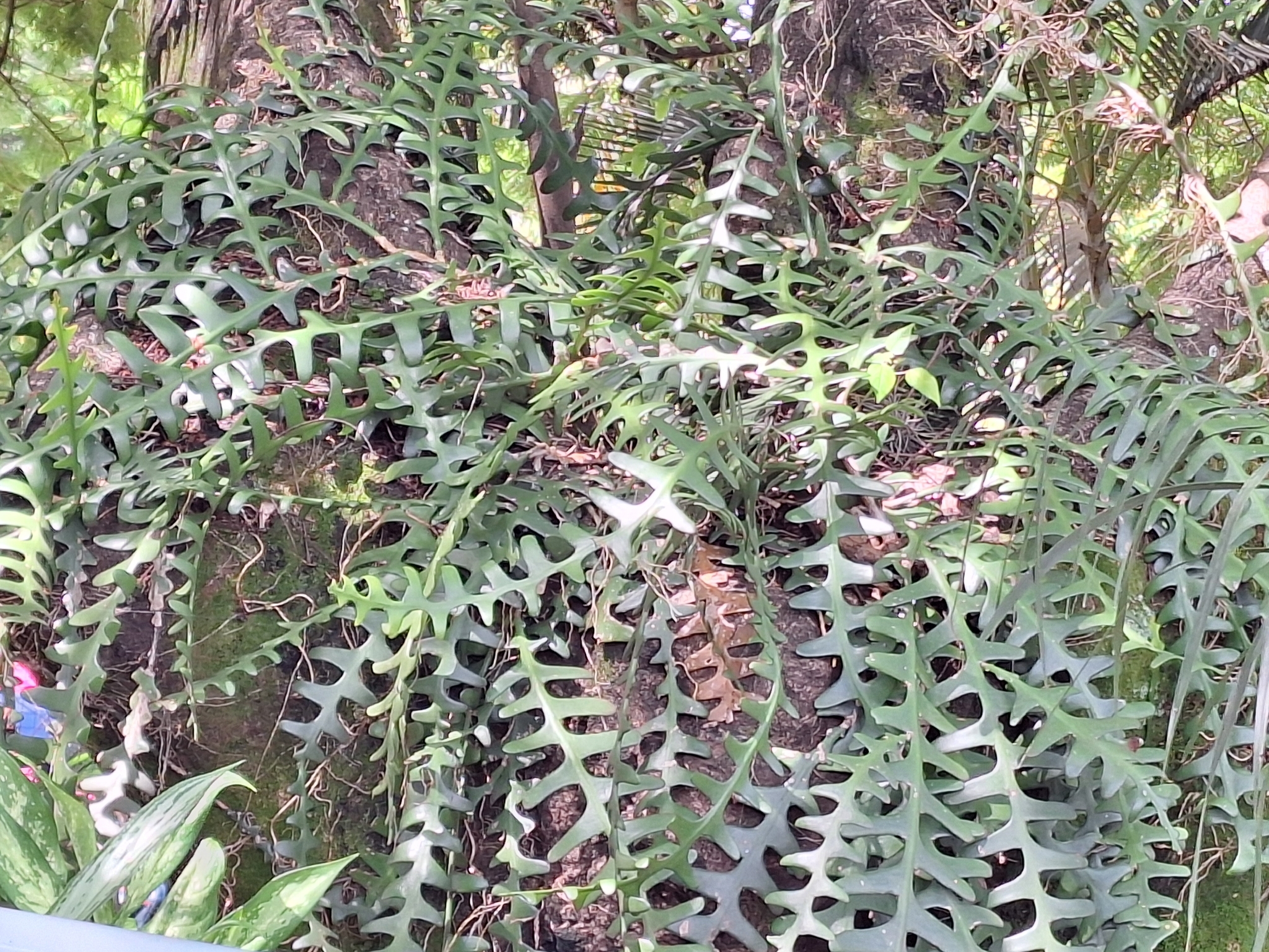 Selenicereus anthonyanus