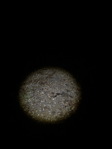 Caprimulgus macrurus