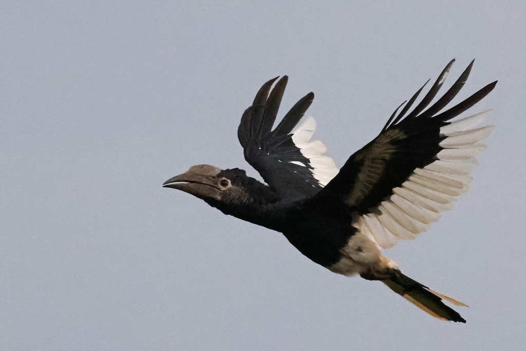 Black-And-White-Casqued Hornbill