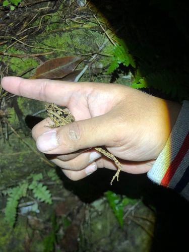 Leptophryne borbonica