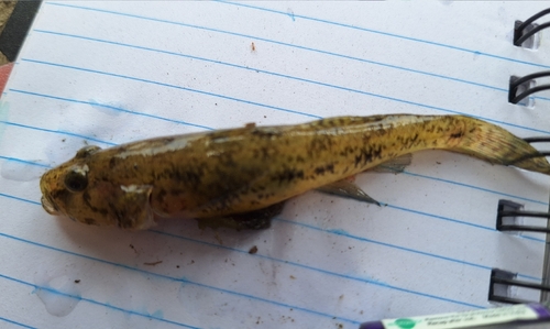 Tank Goby