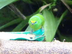 Chlorophonia cyanea