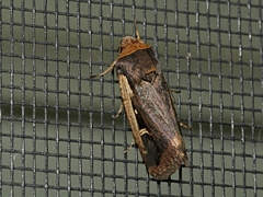 Proteuxoa tortisigna