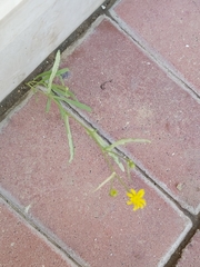 Senecio glaucus