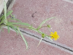Senecio glaucus