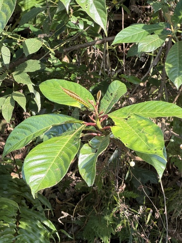 Oldham's Saurauia (Saurauia tristyla)