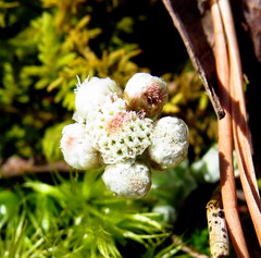Antennaria plantaginifolia