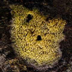 Mycoacia aurea