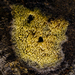 Mycoacia aurea - Photo (c) debk, algunos derechos reservados (CC BY-SA)