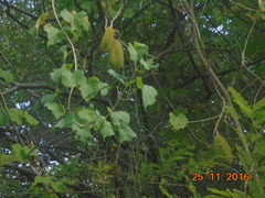 Amphilophium