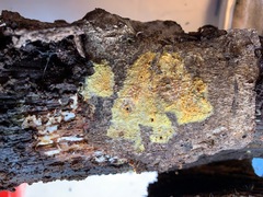 Mycoacia aurea