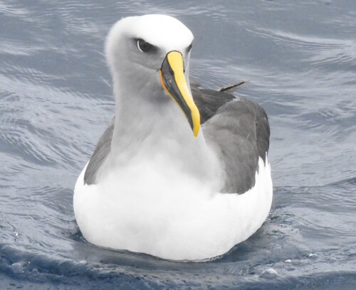 Buller's Albatross (Thalassarche bulleri), photo 4
