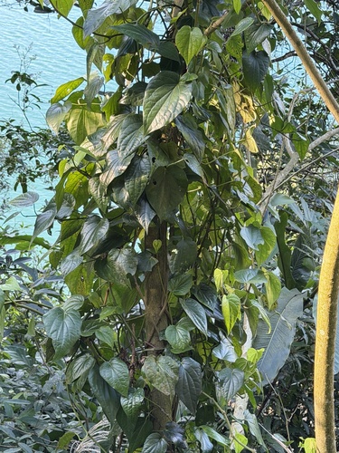 Betel (Piper betle)
