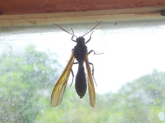 Pseudosphex ichneumonea