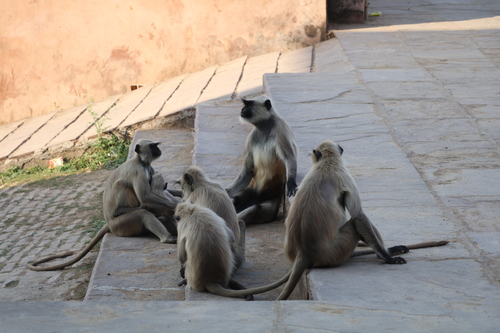 Bengal Sacred Langur
